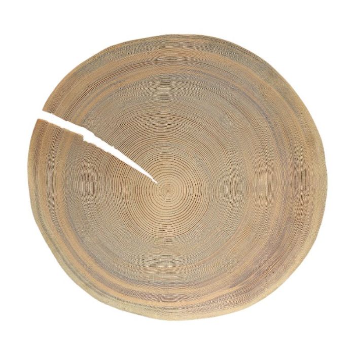 Botanical timber cross-section, archival illustration